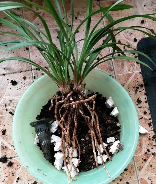 怎么养花才能不烂根 a75612ad8069416b972bd8a7e1892323.jpeg