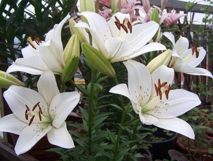 家里有百合花图像好不好