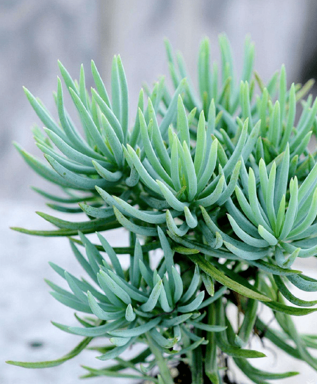 多肉界的菊科植物叶子长得快形状萌萌哒