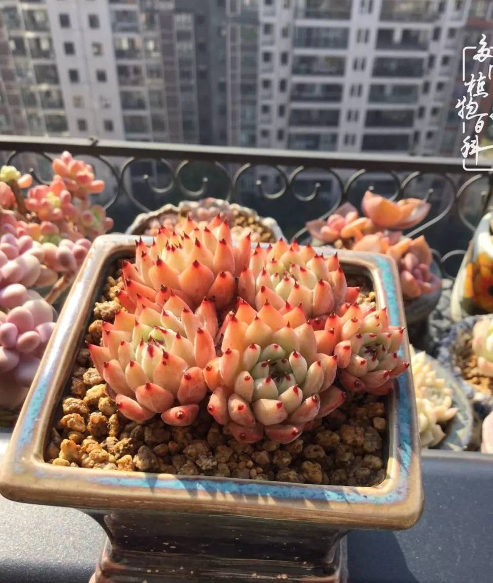 多肉叶插苗怎么让它快速长大 86d7464cd4954be78bab70ebd791278d.jpeg