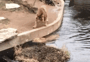 294_202gif 动态图 动图