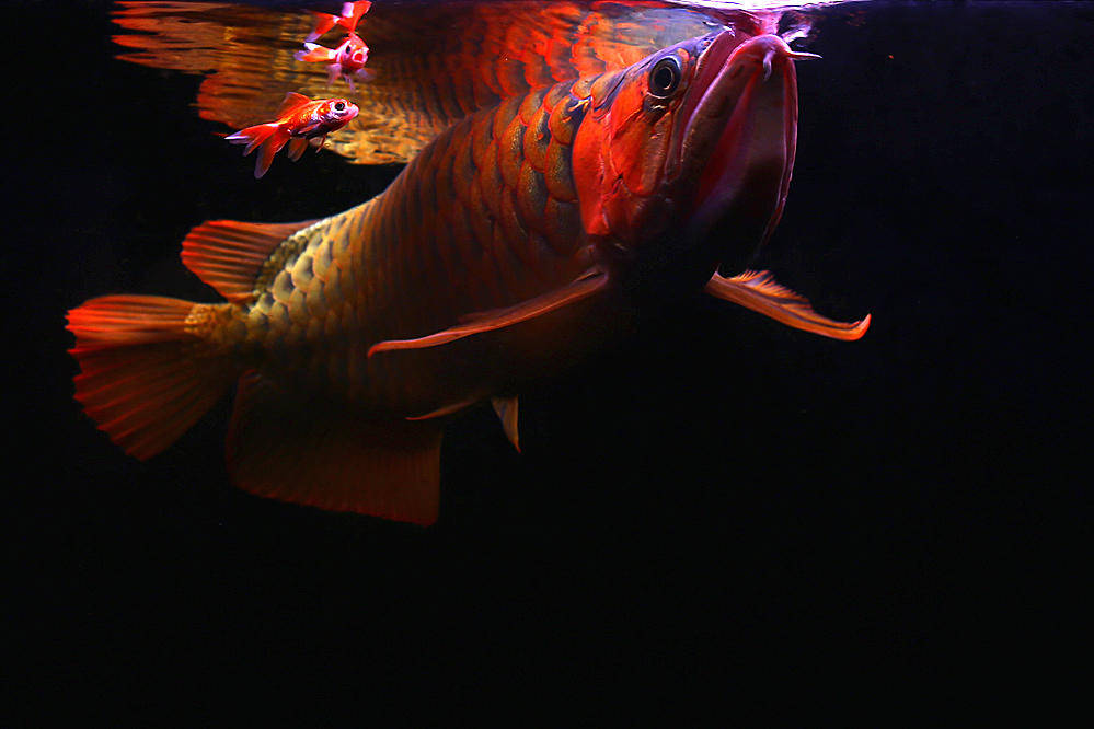 唯美红龙鱼的魅力,幸福感的口水直流!