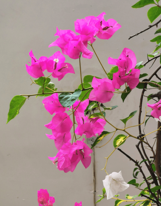 19ff64d078ed4a3a824e402152fde542.png