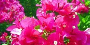 三角梅开花期怎么变艳 246397be101c434f8cf952af3b0aeacd.jpeg