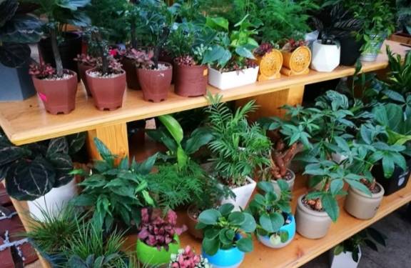 哪里买花最便宜网站 3f02a8e608c24eea94967f88d3801196.jpeg