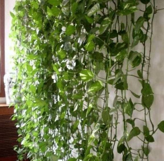 绿萝浇什么长得快 67e1e21e336a4b32951ca951d298a71a.jpeg