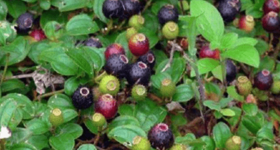 08a91cff04c54fd08cc4a445f3c3c20f.png