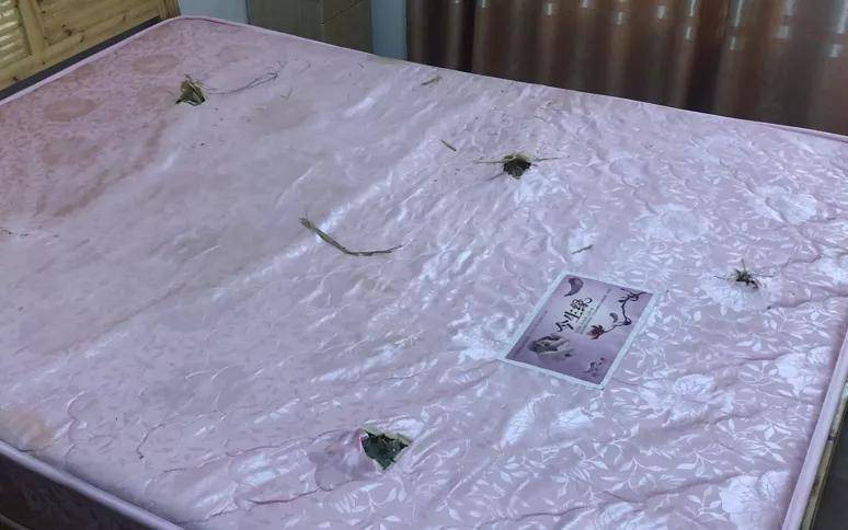 家里密密麻麻全是洞,损失