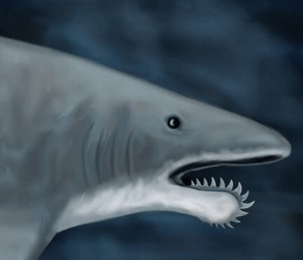 原创史上最奇特的鲨鱼,拥有电锯一般的牙齿