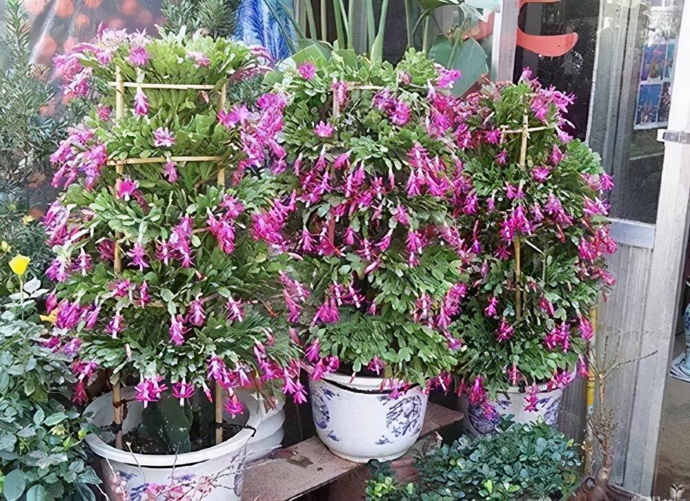 几月份嫁接蟹爪兰成活 022160e1cdad4fe68fa4ab7fc13e9d2f.jpeg