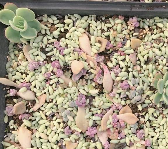 多肉叶插生根粉批发 11a6659543c34912abb45689b739de7f.jpeg