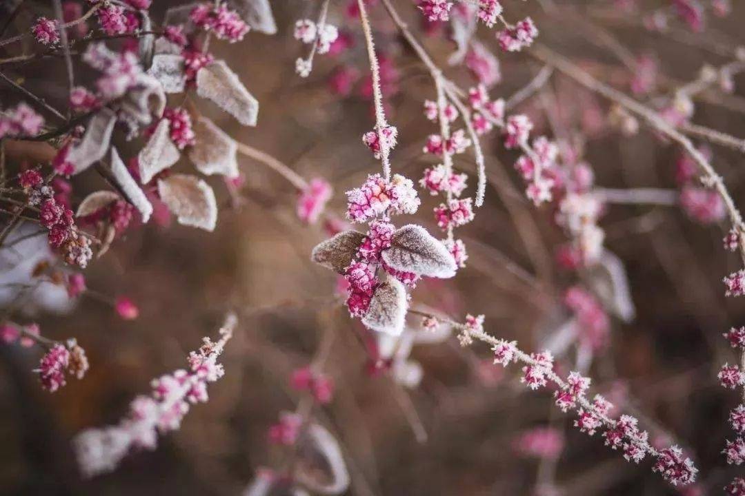 霜降:秋天最后一个节气,繁露成霜,万物冬藏