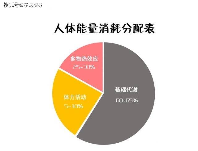 子龙瘦身:基础代谢与热量消耗的3大核心