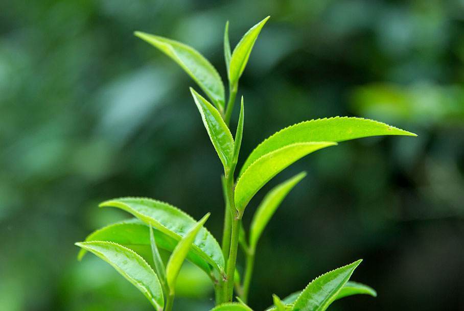 麻黑古树茶是最有韵味的山头茶,是不可多得的茶品!