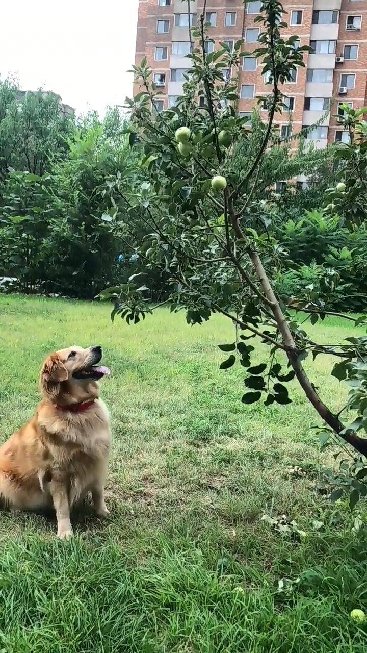 狗狗跑树下欲摘果子,之后的一系列折腾举动,主人看得心累