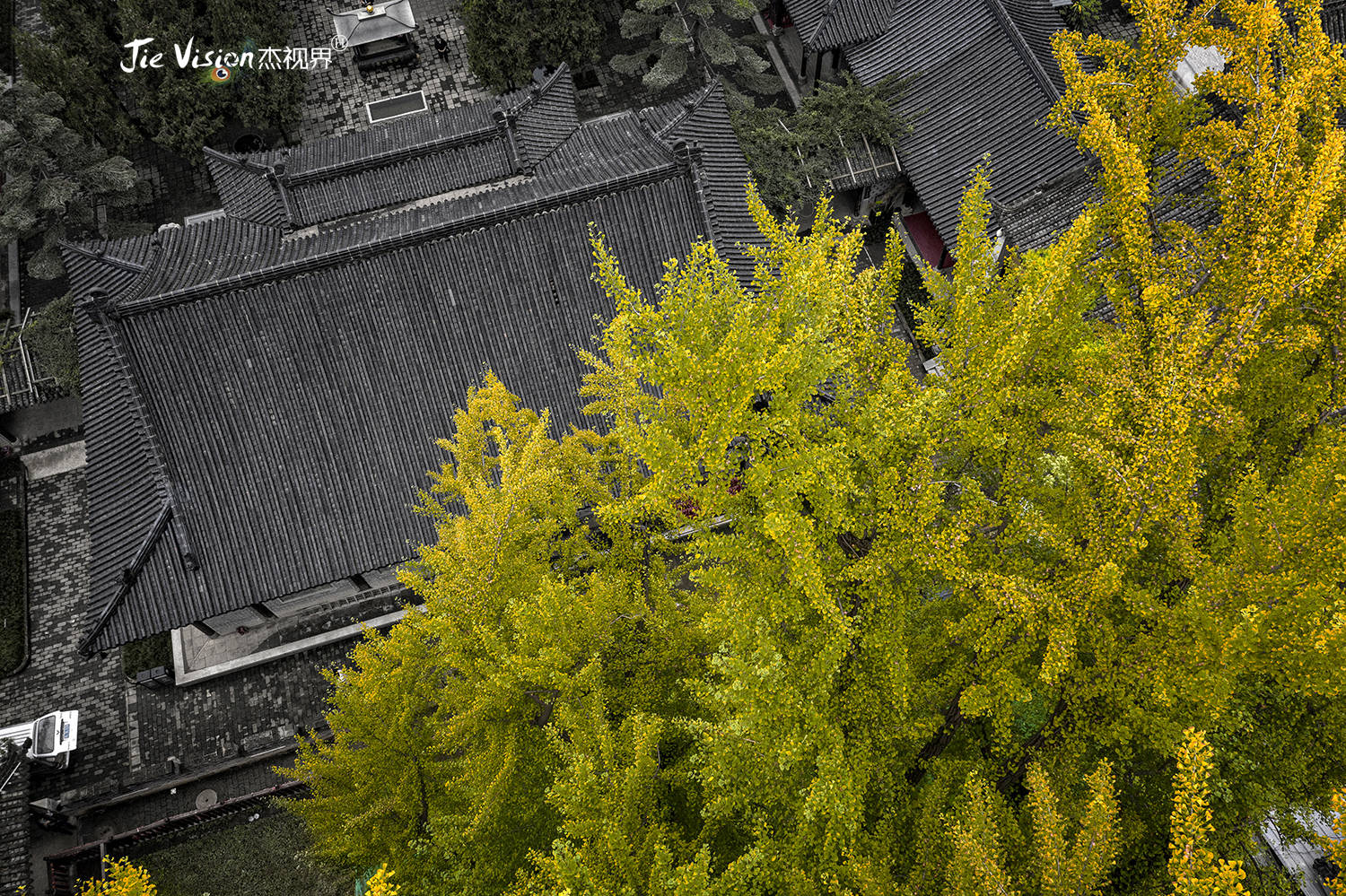 禅寺|1400年历史银杏树与观音禅寺相伴相生 背后的故事让人称奇