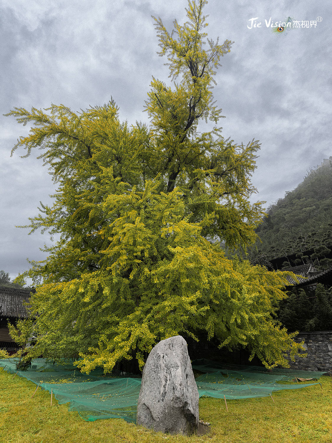 禅寺|1400年历史银杏树与观音禅寺相伴相生 背后的故事让人称奇