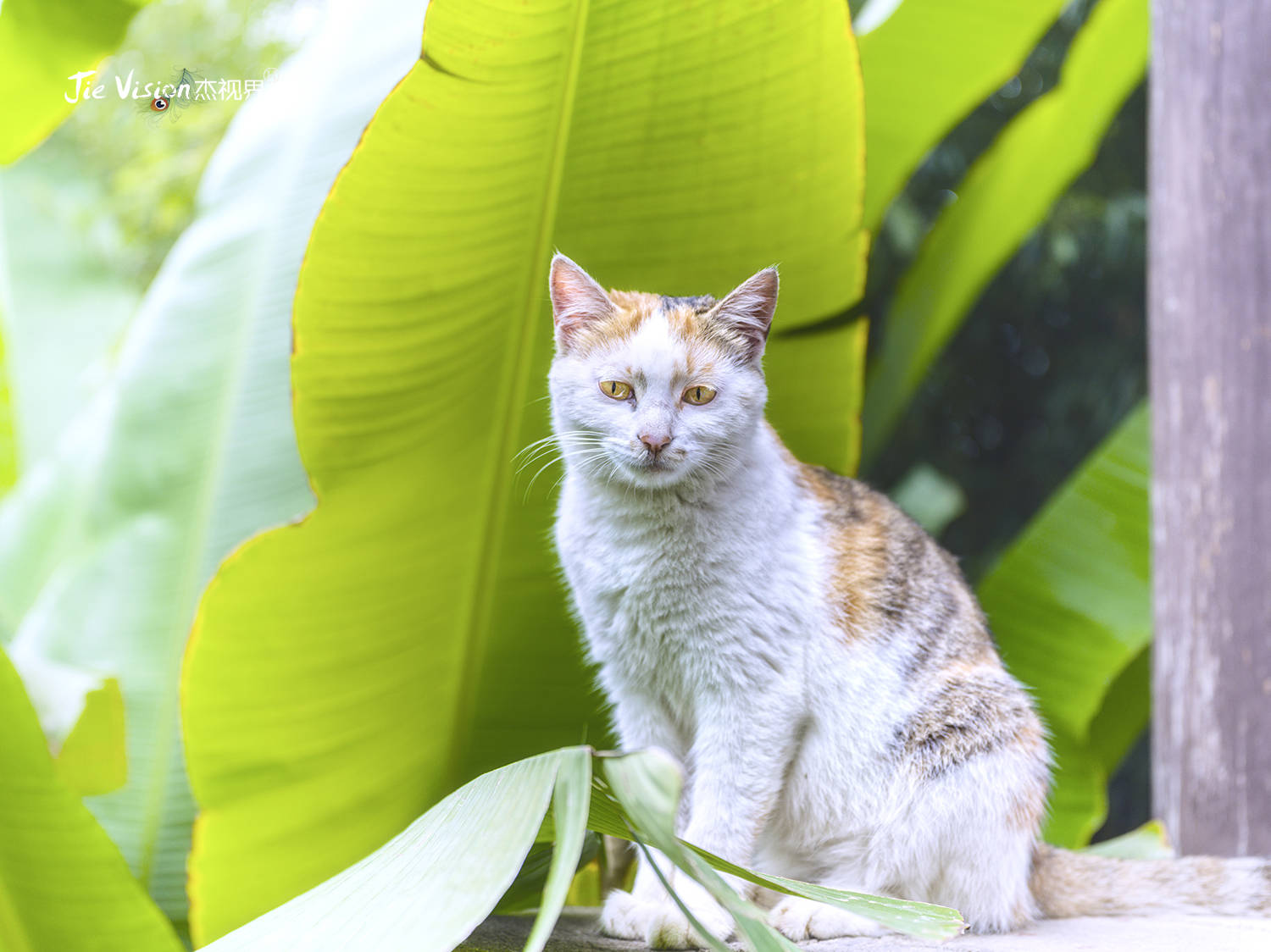 禅寺|1400年历史银杏树与观音禅寺相伴相生 背后的故事让人称奇