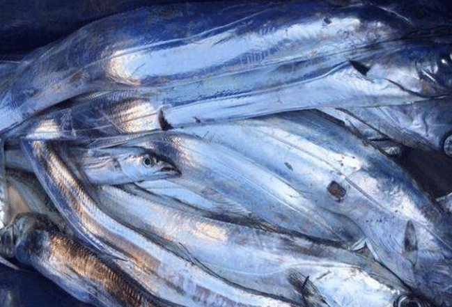 世上有没有人鱼 7ef203423dbf447caa320960c0469e89.png