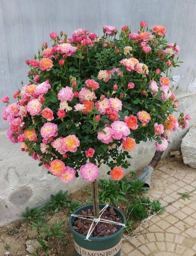 可以用什么树嫁接月季 d4000b1c8bfe49079ad3d7d13cddcdf3.jpeg