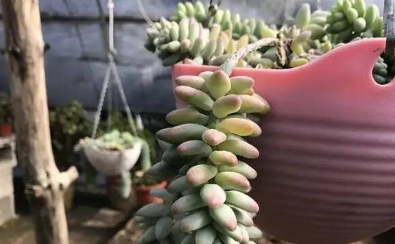 玉缀多肉怎么浇水 f11efae4b2924a3184a7cff8ac983bb8.jpeg