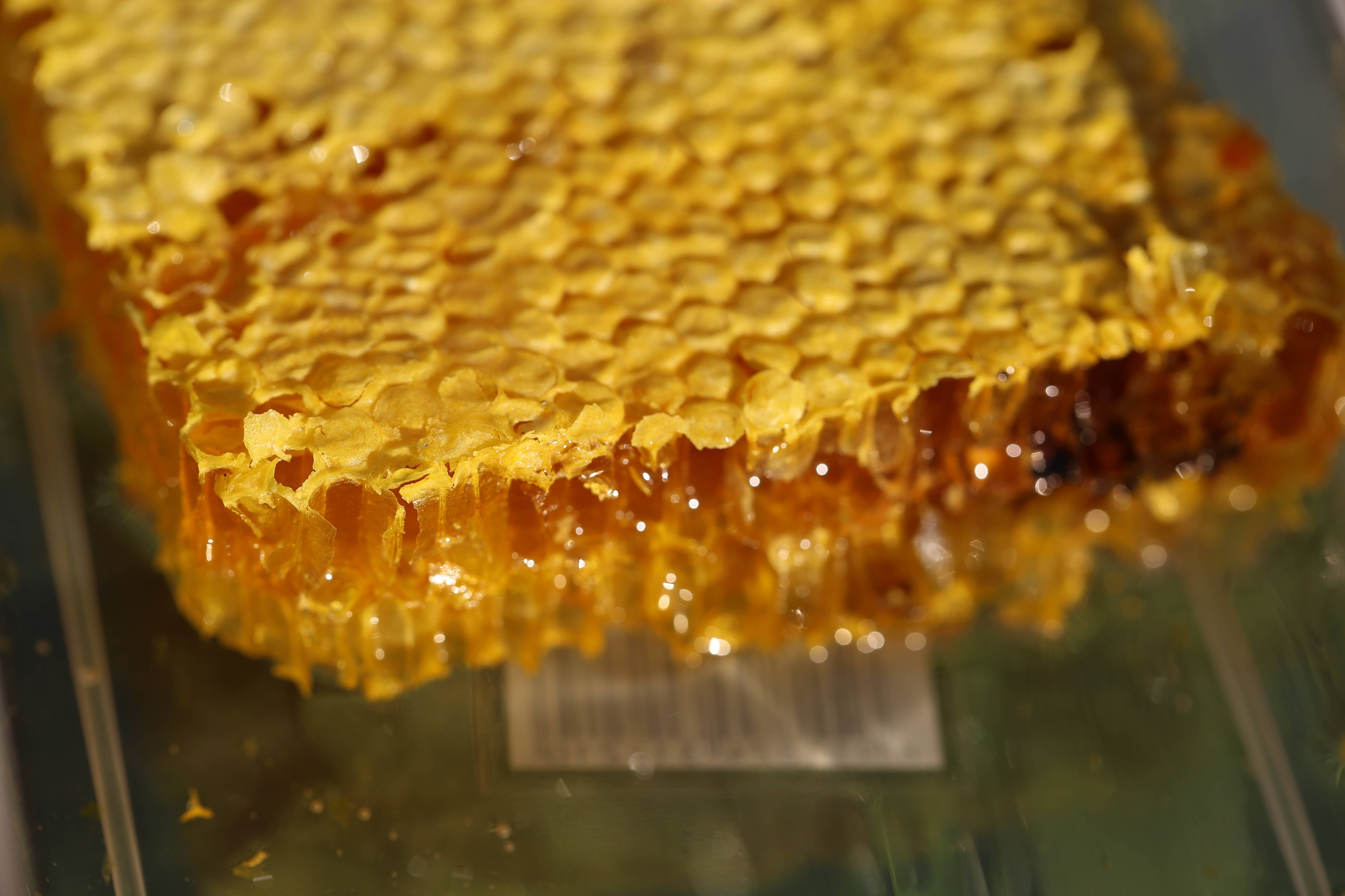 白酒|蜂胶酿酒—白酒技术