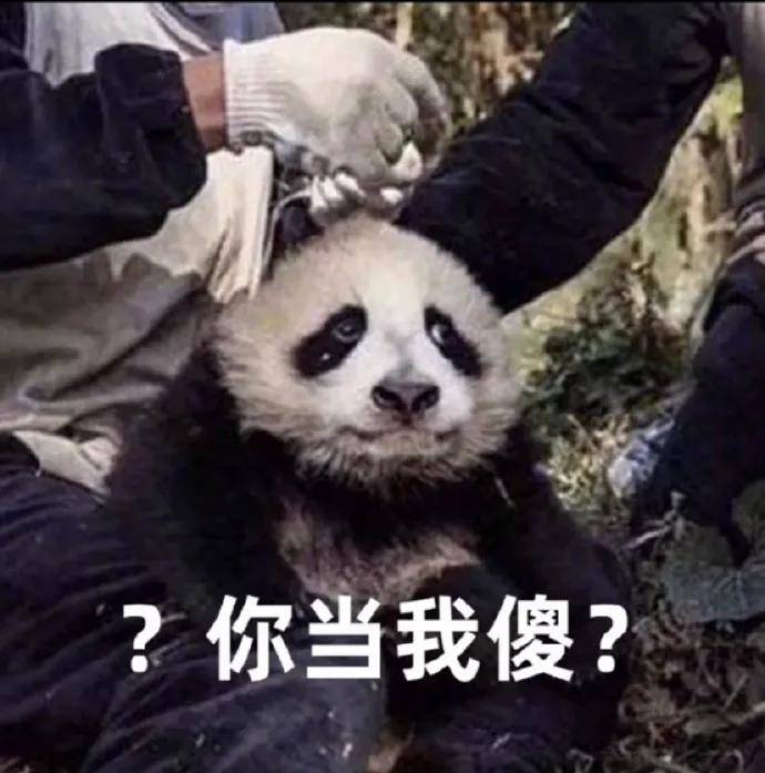 拯救不开心搞笑图片:熊猫,你是不是当我是傻子