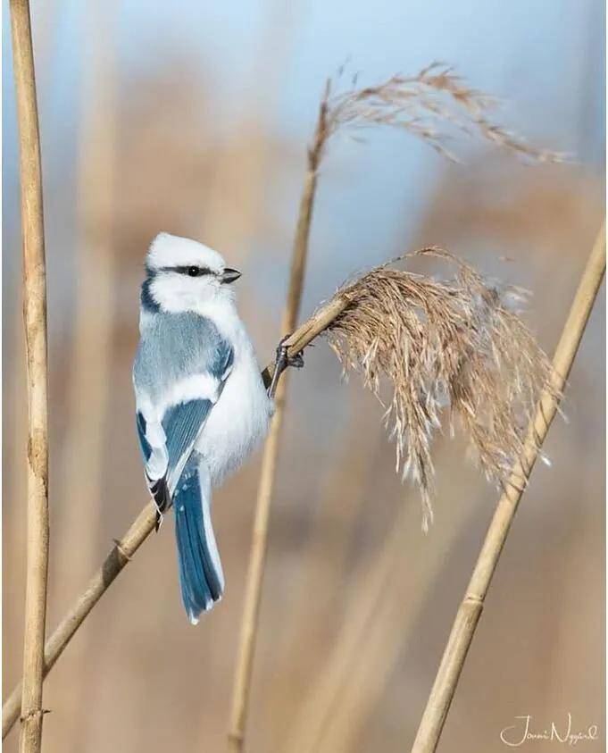 安全感|喵和鱼睡一起,是不是更有安全感?
