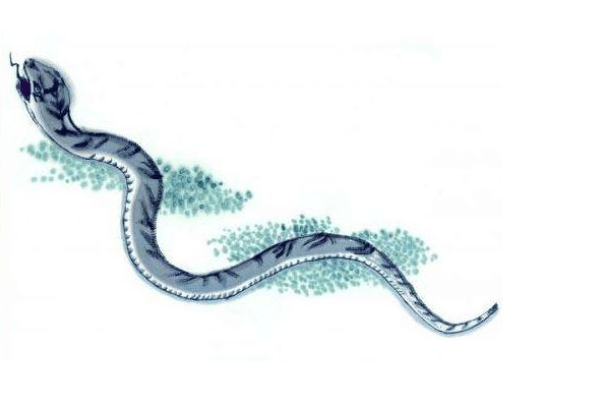 蛇是靠什么走动的 e8cb1d402ab2452bb8215fcbaf201b08.png