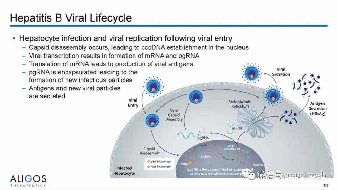 Capital|治乙肝的Aligos冲刺美股：拟募资上亿美元 路演PPT曝光