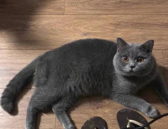 好点的小猫多少钱一只 52b98b81dd3a4eefb3179f4d922f8cde.jpeg