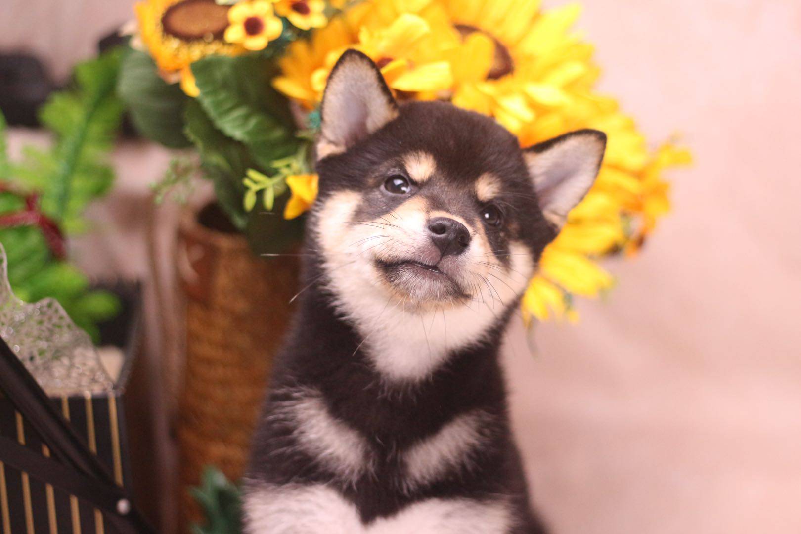 柴犬智商高吗？更接近二哈还是金毛？_搜狐网