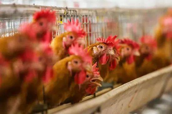 蛋鸡|风险抵抗能力弱 盈利波动频繁！晓鸣农牧IPO能否一鸣惊人？