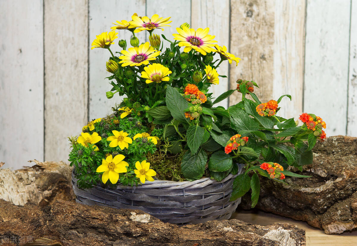 怎么养花养草 2b8a8cc4a79048199fe26f7a1d0f5ae9.jpeg