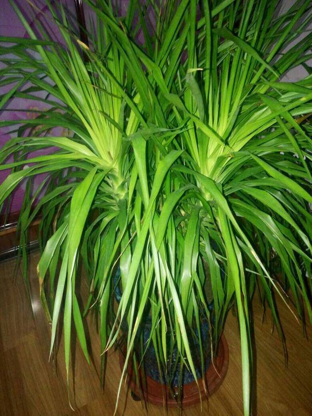 冬天怎么养龙血树 b44cae1a53254767883304a65c4a1f6e.jpeg