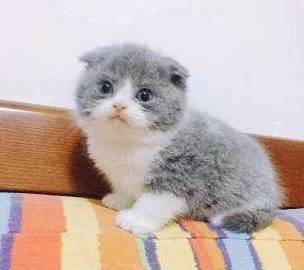 猫的视野距离 b9a5d15113af406f9197bdd86aef72e8.jpeg
