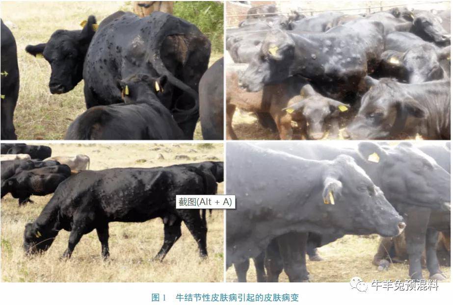 牛的"天花",临床特征包括发热,皮肤广泛性出现结节,机体消瘦,淋巴结