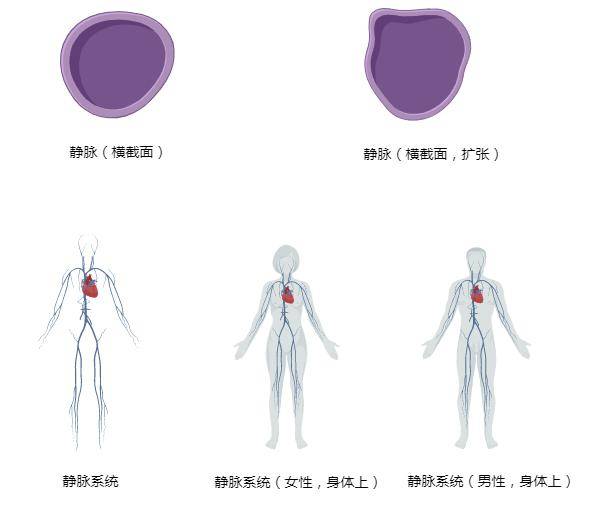 心血管系统高清矢量图汇总,心内科医生必备!