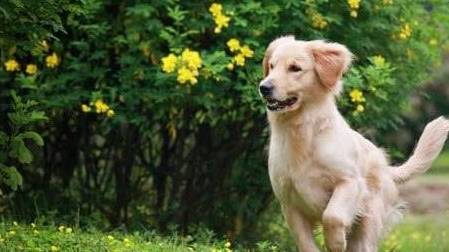 狗为啥会细小 6e5dae76c1d84ab59f92859833abcc67.jpeg