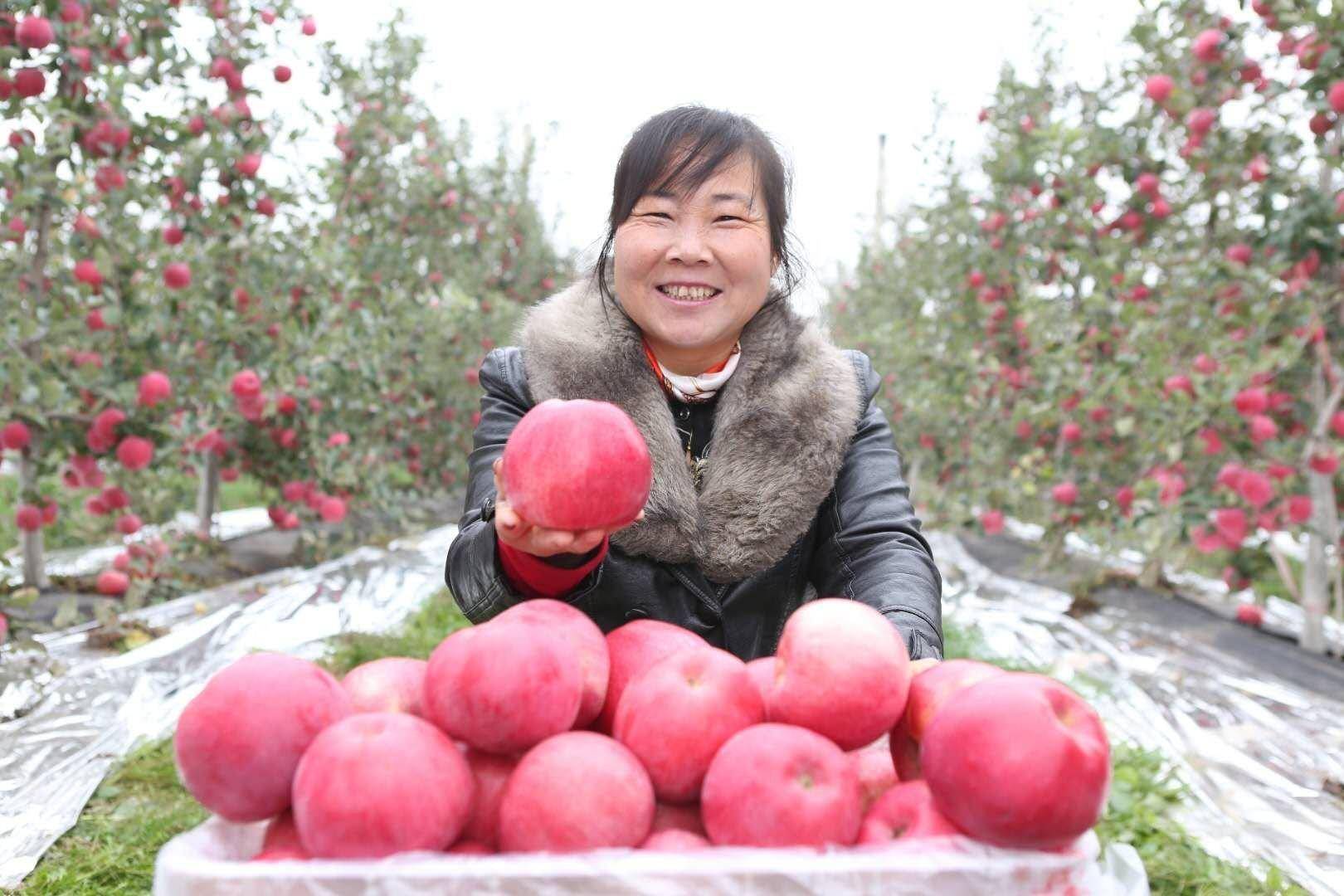 陕西白水苹果走俏市场 受国内外市场欢迎 果园托管新模式助农增收