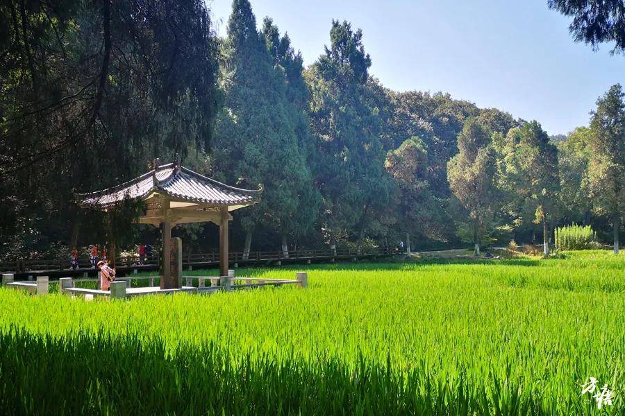 洛阳gdp及产业结构_洛阳诗韵文章结构(3)