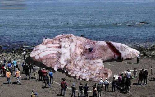原创神秘的北太平洋巨型章鱼:人类对怪兽的最初印象