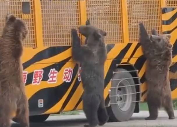上海动物园饲养员被熊群攻击身亡,该园猛兽区已暂停开放