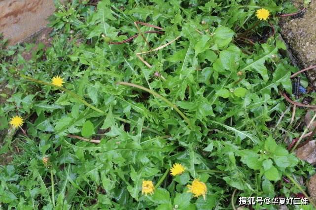 吃什么菜能消炎症 4e73419748c743c8905a68f4c04e61de.jpeg