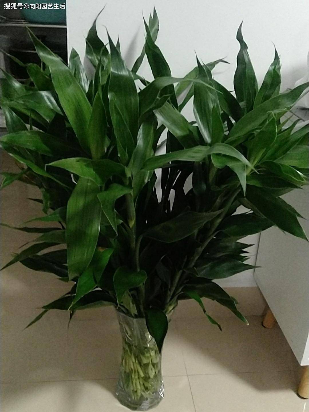 根竹の五重切り10