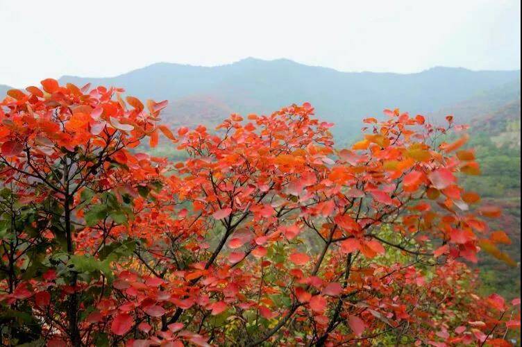 红的无拘无束,红得如梦如幻……"秋山映霞一川红"深秋的嵩顶,漫山红叶