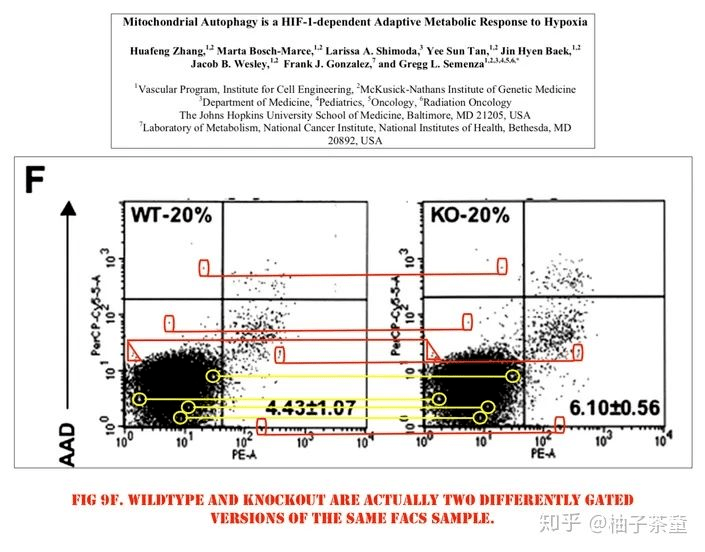 塞门扎|去年诺奖得主涉嫌学术造假！30多篇论文被曝P图、复制粘贴