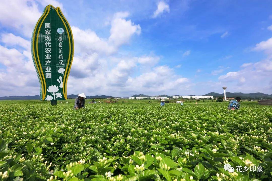 茉莉花乡遍开"富民花"!横县再次登上广西日报报纸版面