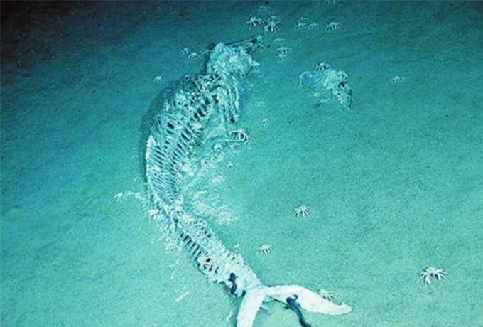 鲸落万物生曲谱_一鲸落万物生图片(3)