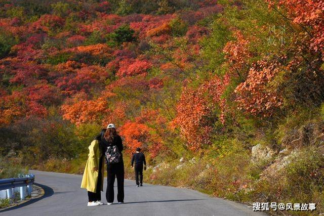 央视推荐的九大“枫”情地，河南只有一家，今年再入选_红叶